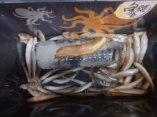 シロギスの釣果