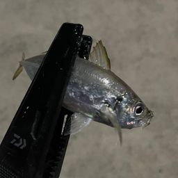 アジ