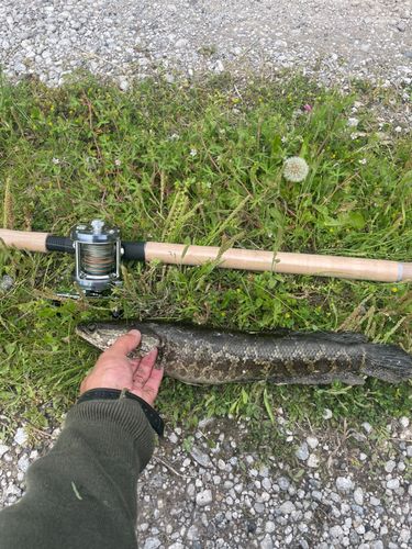 ライギョの釣果