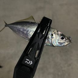 アジ