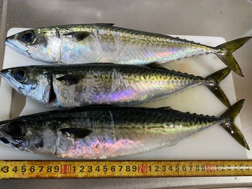 サバの釣果