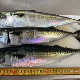 サバ