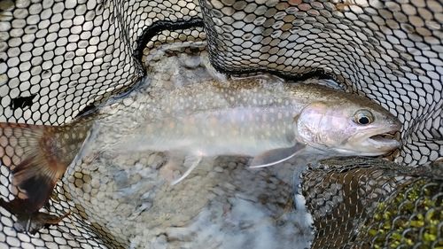 イワナの釣果