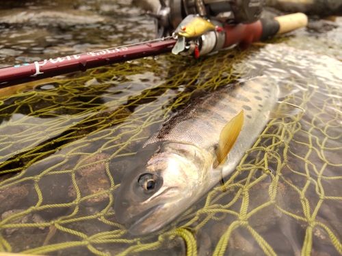 ヤマメの釣果