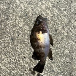 メバル