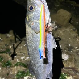 セイゴ（マルスズキ）