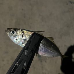 アジ