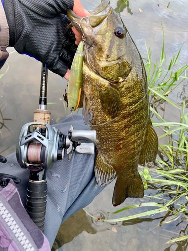 スモールマウスバスの釣果