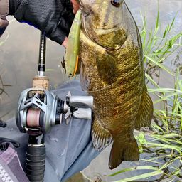 スモールマウスバス