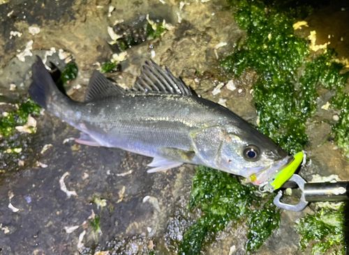 セイゴ（マルスズキ）の釣果