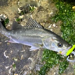 セイゴ（マルスズキ）