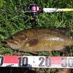 スモールマウスバス