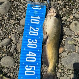 アメリカナマズ