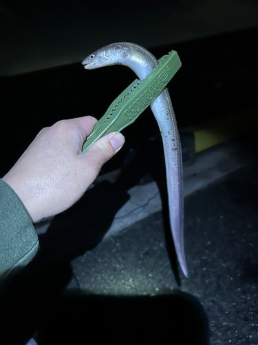 マアナゴ