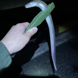 マアナゴ