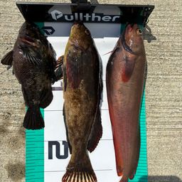 エゾイソアイナメ