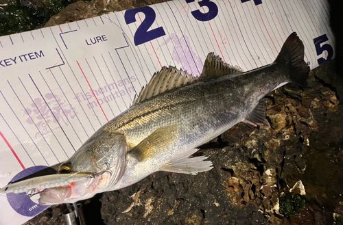 セイゴ（マルスズキ）の釣果