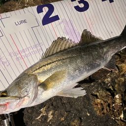 セイゴ（マルスズキ）