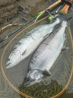 サクラマスの釣果