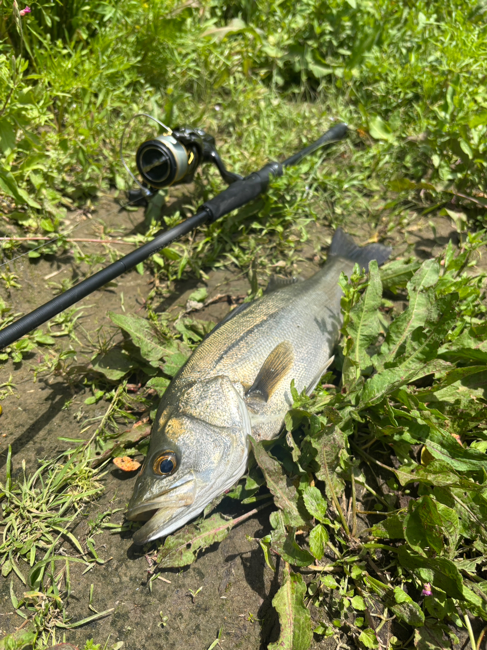 SHIMANO 23ディアルーナ S90MLの最安値・インプレ・釣果 | 本音