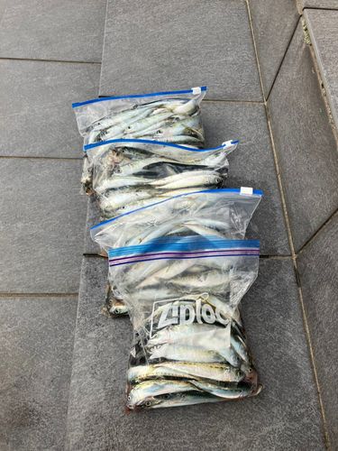 サバの釣果