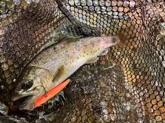 ヤマメの釣果