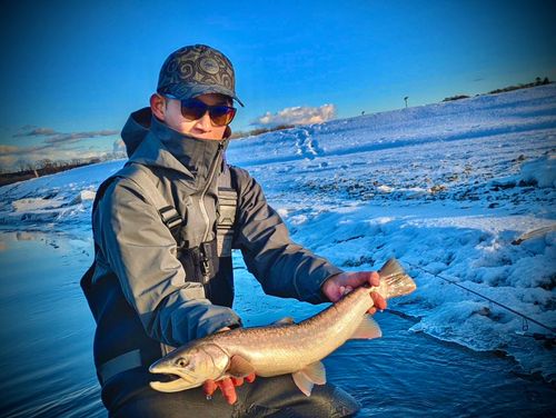 アメマスの釣果