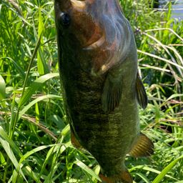 スモールマウスバス