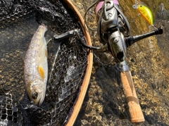 ヤマメの釣果