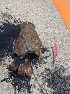 モンゴウイカの釣果