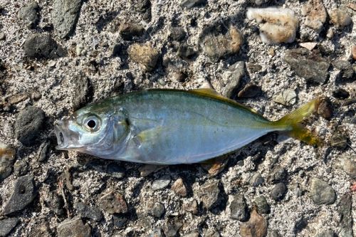 シマアジの釣果