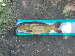 コイの釣果