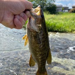 スモールマウスバス