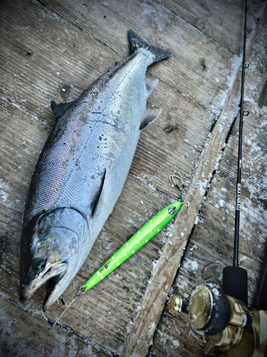 サクラマスの釣果