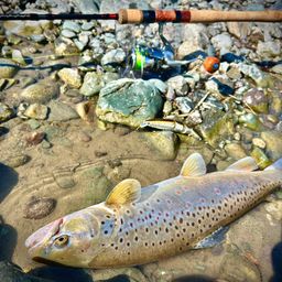 ブラウントラウト