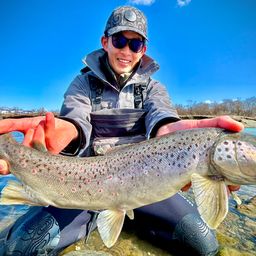 ブラウントラウト