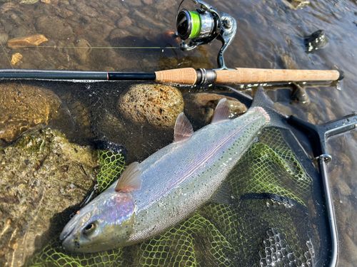 スチールヘッドの釣果