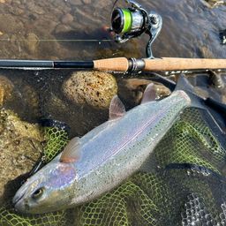 スチールヘッド