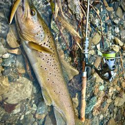 ブラウントラウト