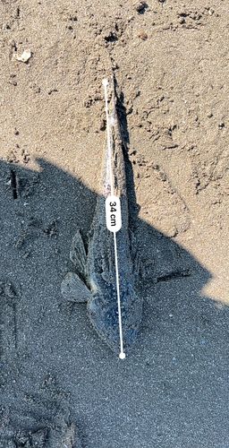 コチの釣果