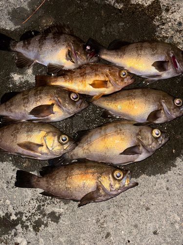 メバルの釣果