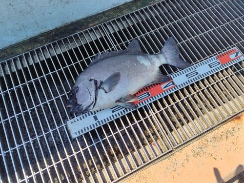 イシダイの釣果