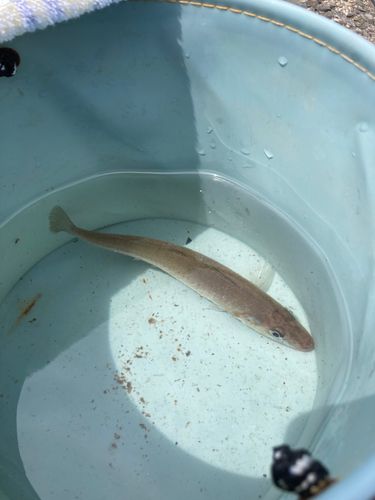 キスの釣果