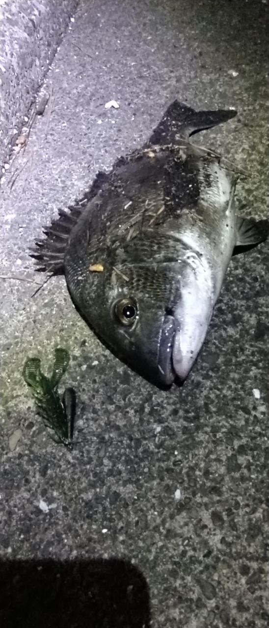 クロダイ