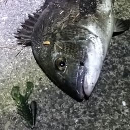 クロダイ