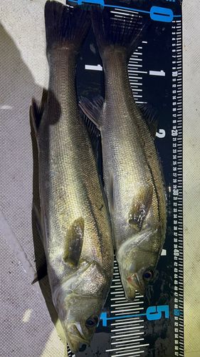 シーバスの釣果