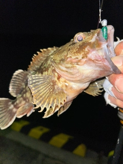 ガシラの釣果