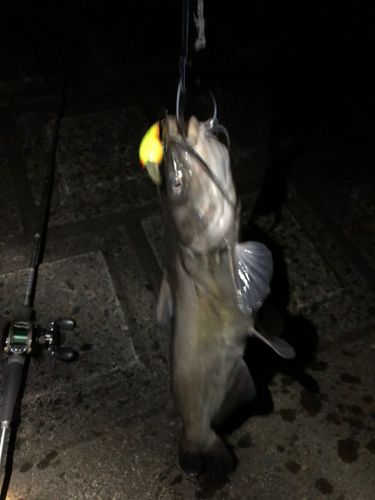アメリカナマズの釣果