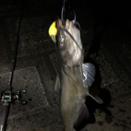 アメリカナマズ