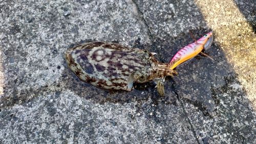 コウイカの釣果